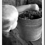 Grape Harvest&hellip;Grape Juice, Grape Jelly, and other Grape Recipes 