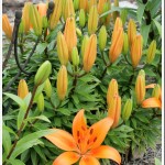 Garden Update&hellip;Getting Greener! (and A Giveaway!) 