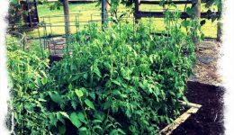 Gardening…Organically