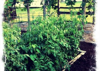 Gardening…Organically