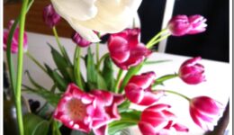 tulips-above