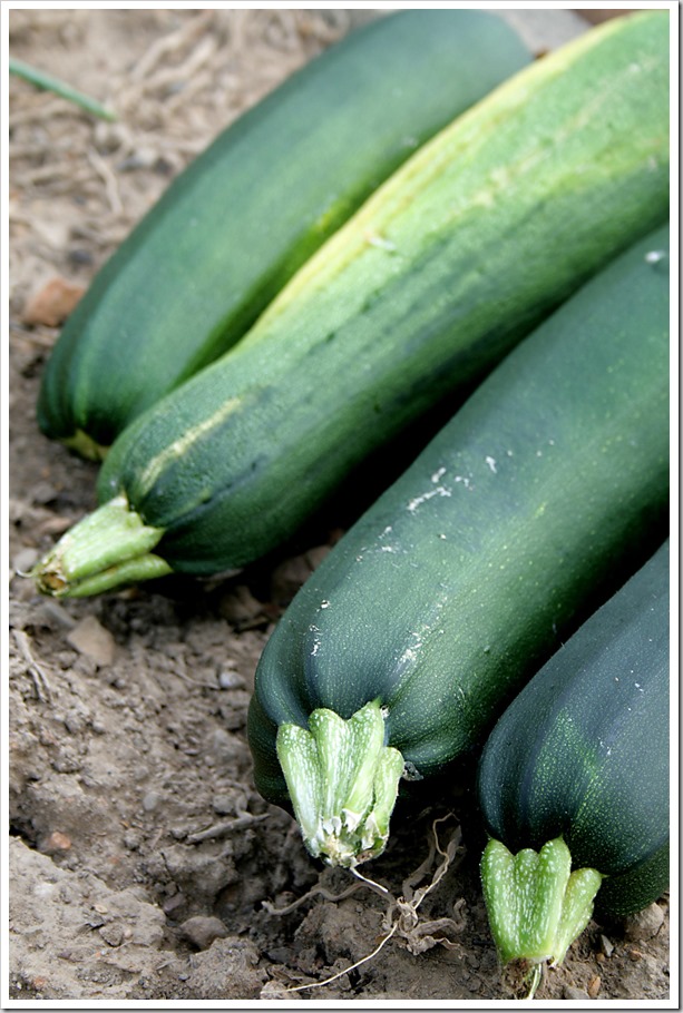 garden-zucchini