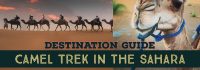 camel trek sahara