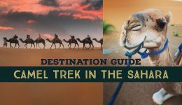 camel trek sahara