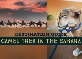 camel trek sahara