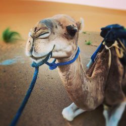 Camel Trek in the Sahara