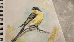Watercolors…For The Birds